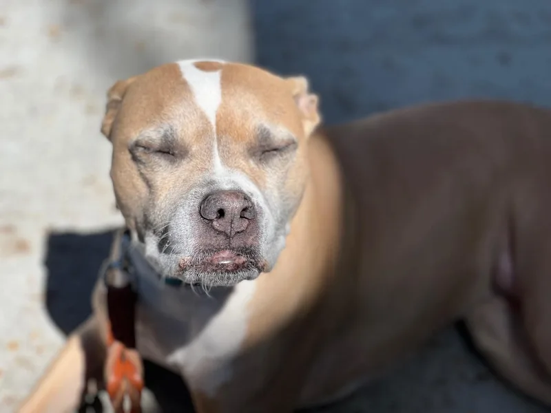 A senior medium-sized female Apricot / Beige Bull Terrier dog named Hazel for adoption in Bristol, VT