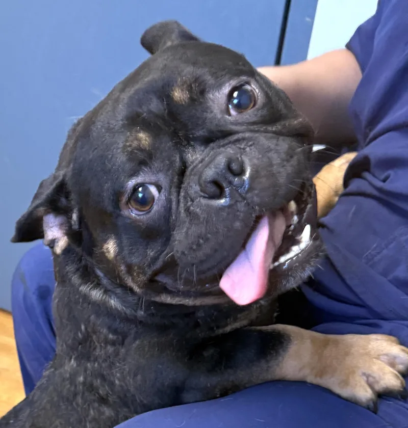 An adult medium-sized male Black French Bulldog dog named Meatball for adoption in Mount Airy, NC