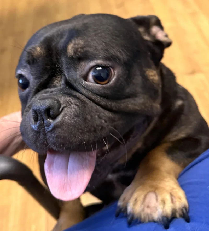 Meatball thumbnail 5