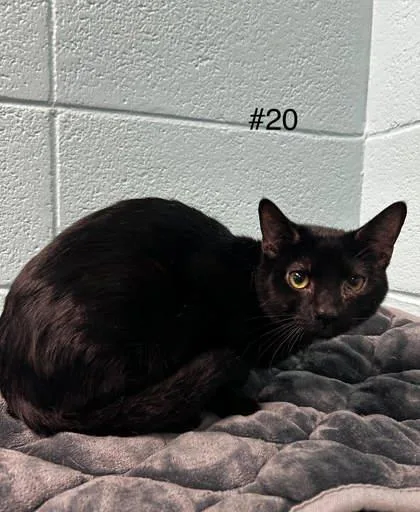 An adult small-sized male Domestic Short Hair cat named Santa for adoption in Spruce Pine, NC