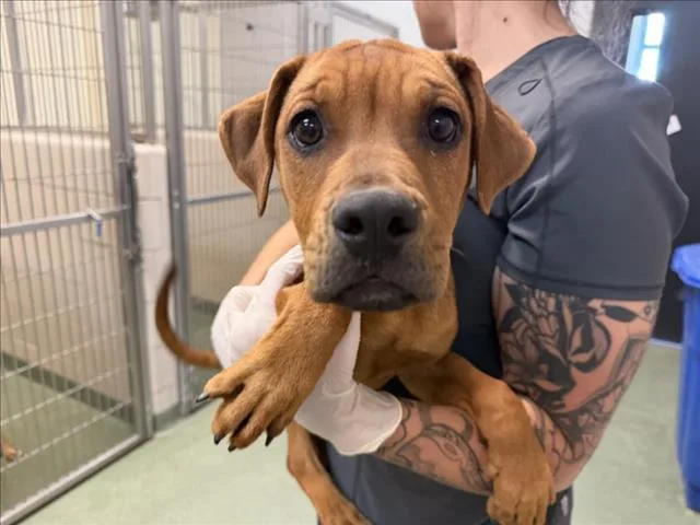 A baby small-sized female Mixed Breed dog named Eve for adoption in Santa Fe, NM
