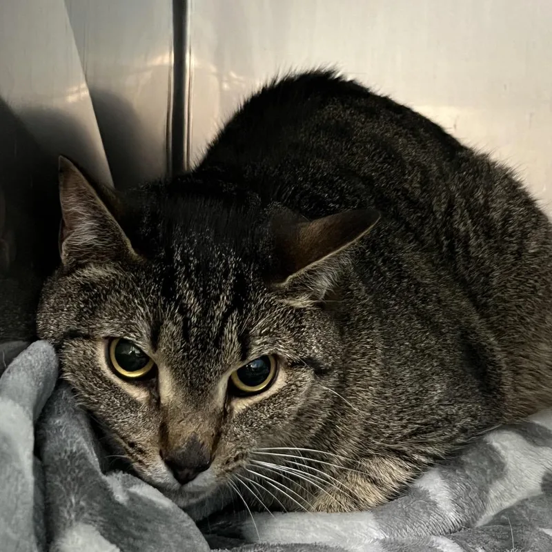 An adult large-sized male Brown / Chocolate Domestic Short Hair cat named Frodo for adoption in Troy, VA