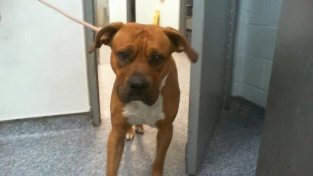 A young medium-sized male Boxer dog named Chai for adoption in Charlotte, NC