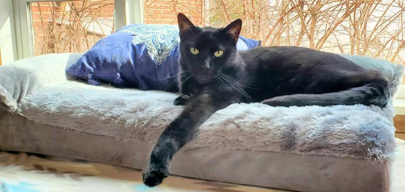 An adult medium-sized male Black Domestic Short Hair cat named Keoto for adoption in Camden, TN