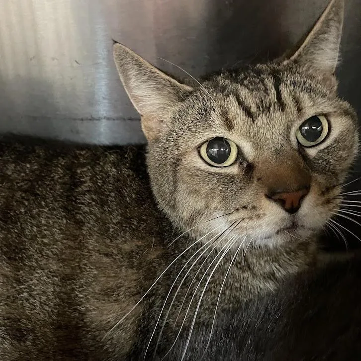 A senior extra large-sized male Brown / Chocolate Domestic Short Hair cat named Lucifer for adoption in Port Charlotte, FL