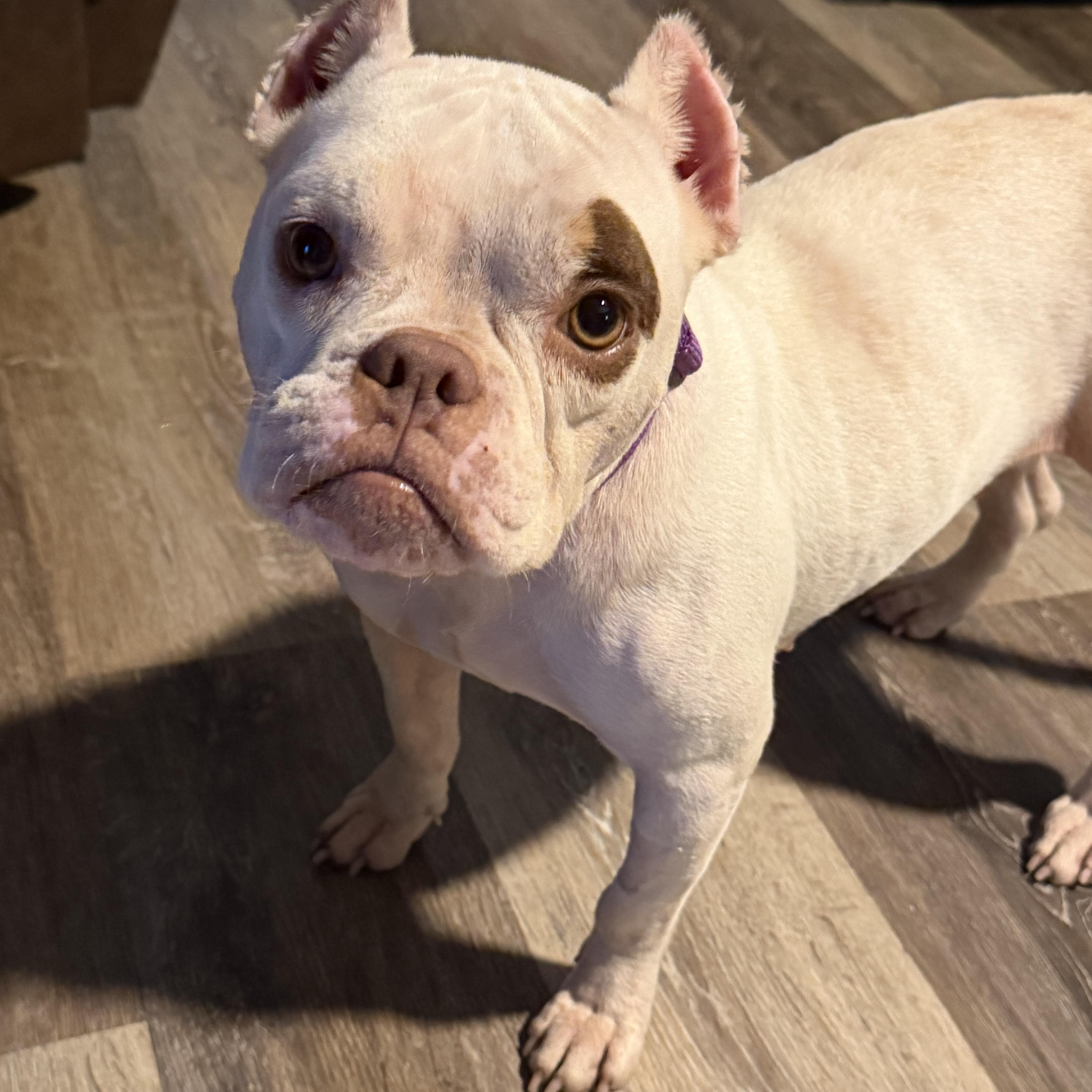 An adult medium-sized female Pit Bull Terrier dog named Charlotte for adoption in Mobile, AL