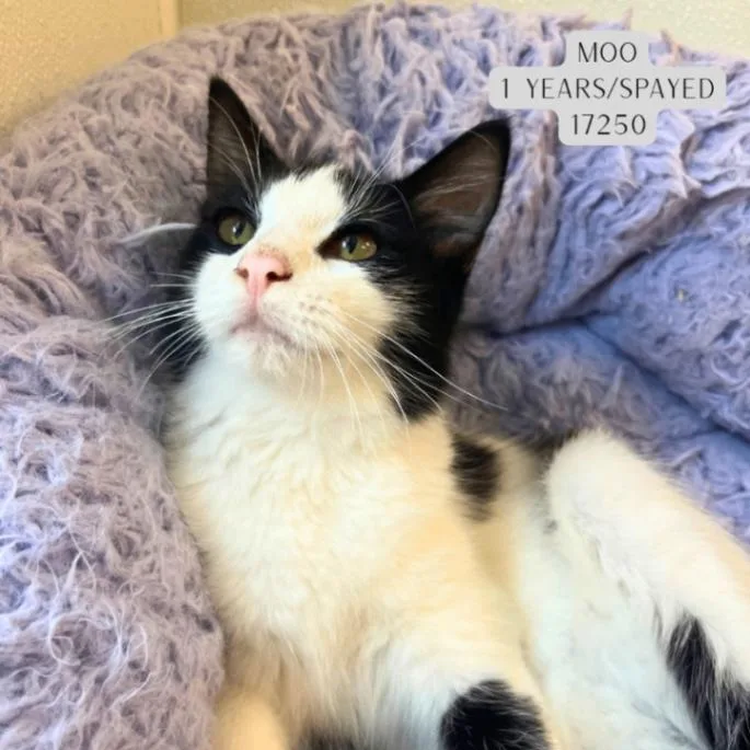 An adult medium-sized male Domestic Medium Hair cat named Moo for adoption in Supply, NC