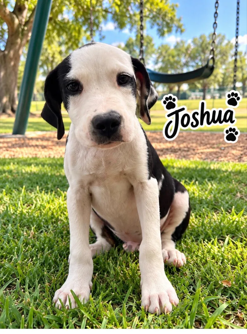A baby medium-sized male Black Mixed Breed dog named Joshua for adoption in East Haddam, CT