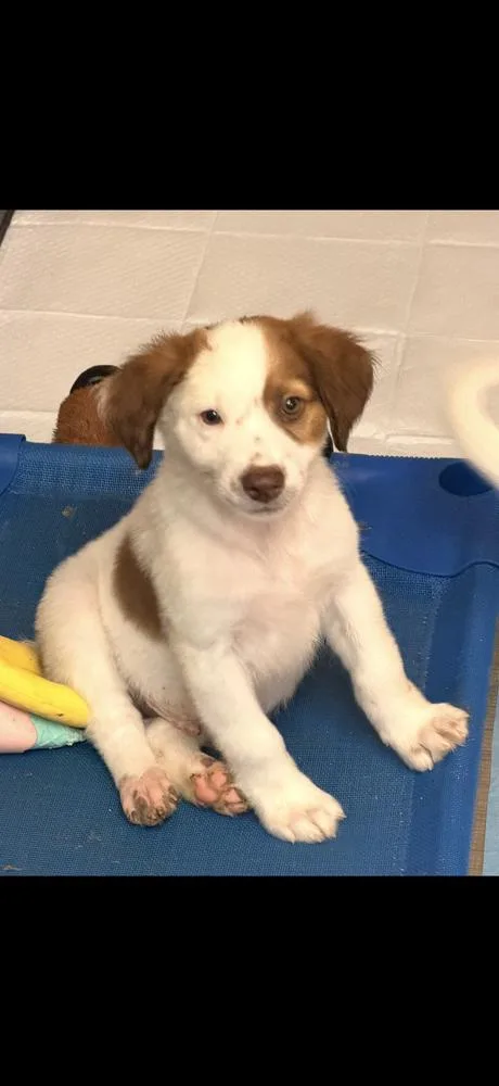 A baby medium-sized male Australian Shepherd dog named Birch for adoption in South Bend, IN