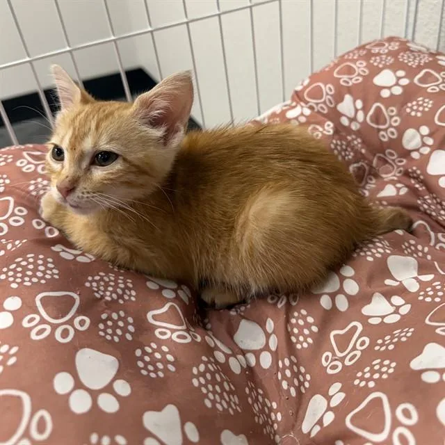 A young small-sized female Domestic Short Hair cat named Polly for adoption in Wylie, TX
