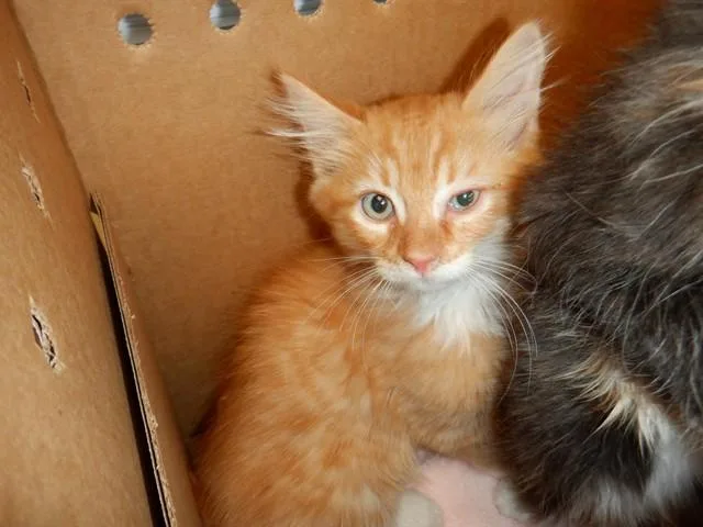 A baby small-sized male Domestic Medium Hair cat named Creamsicle for adoption in San Jose, CA