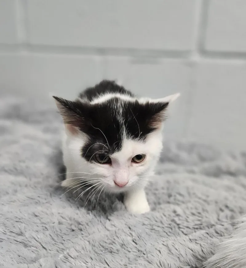 A baby medium-sized female Domestic Short Hair cat named Catamaran for adoption in Huntington, IN