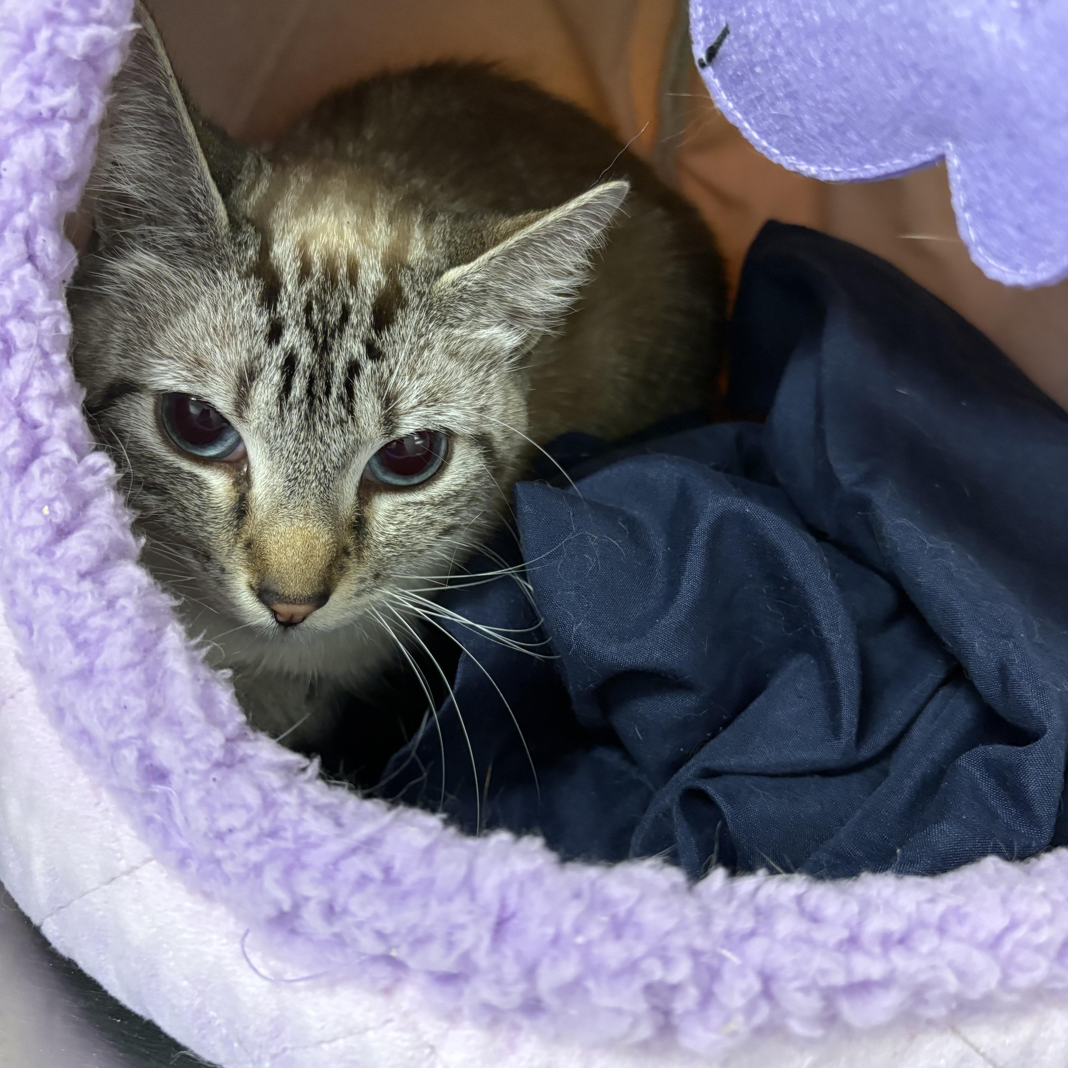 A young small-sized female Siamese cat named Snowball for adoption in North Arlington, NJ