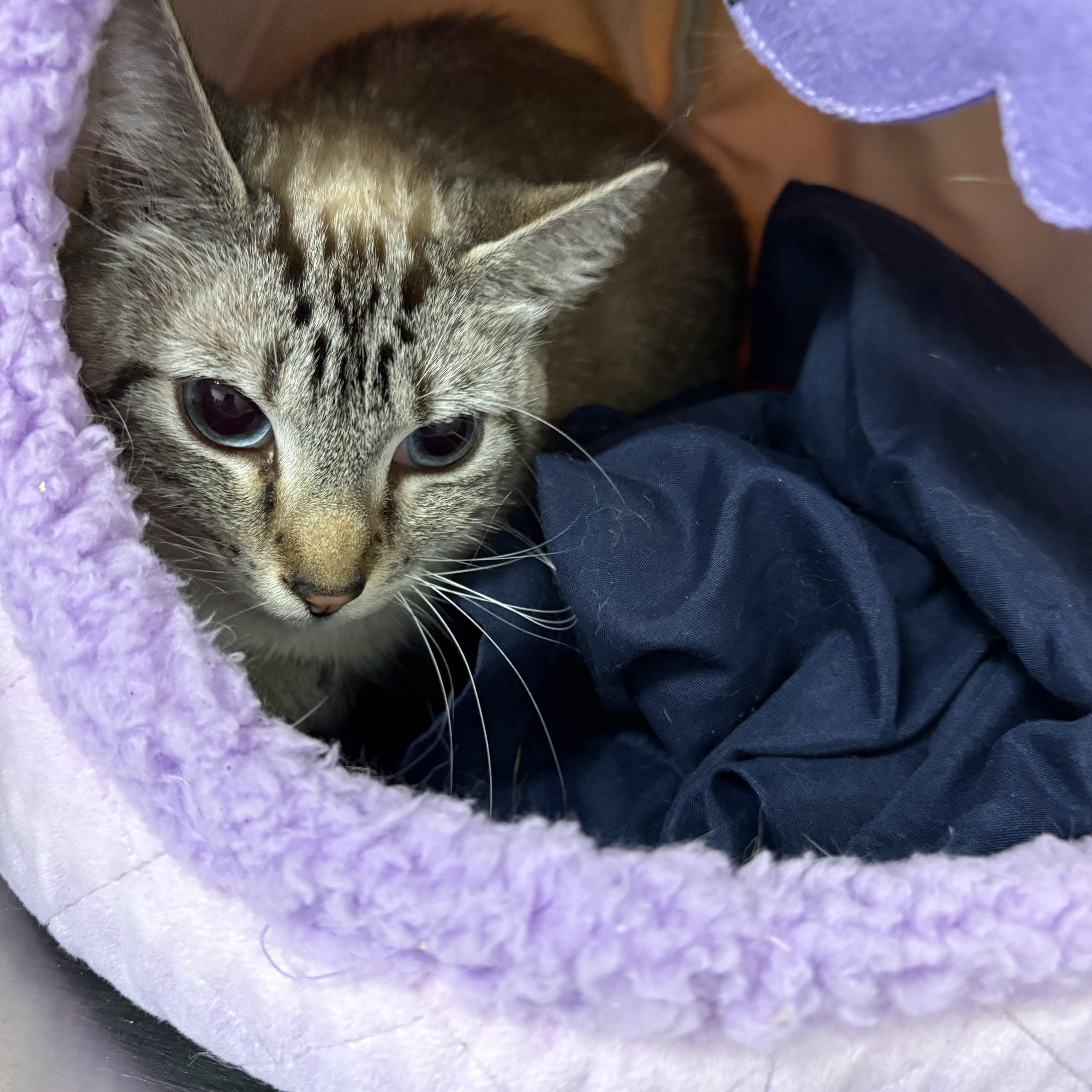 Snowball thumbnail 2