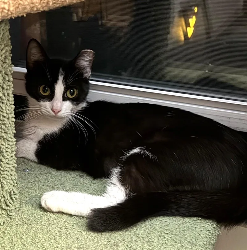 A young medium-sized female Black & White / Tuxedo Domestic Short Hair cat named Nadiato Nikon Nakita for adoption in Columbus, OH