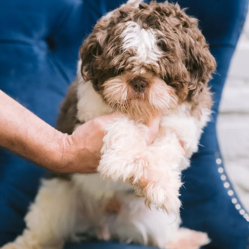 An adult small-sized male Shih Tzu dog named Rango Man for adoption in Zionsville, IN