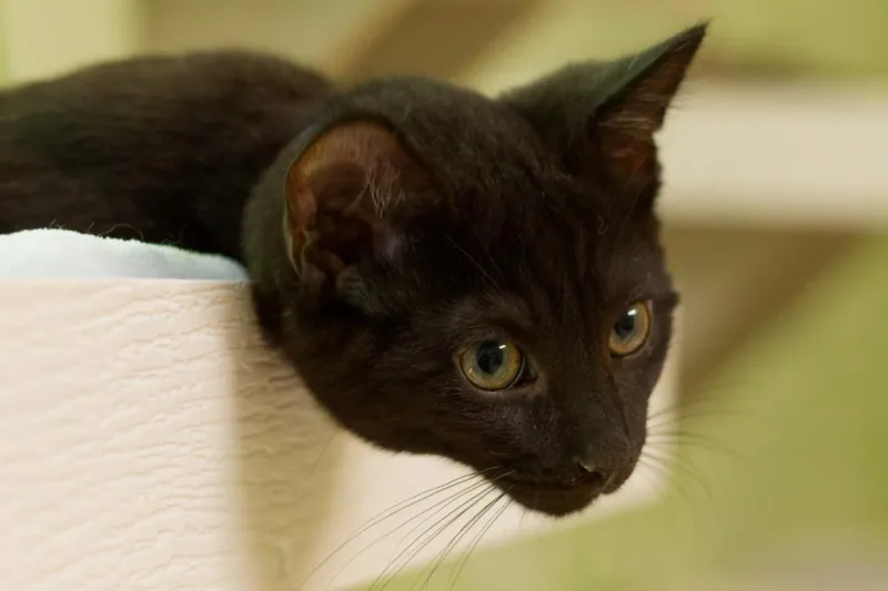 A baby medium-sized male Domestic Short Hair cat named Oolong for adoption in Hot Springs, AR
