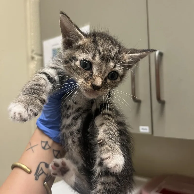 A baby small-sized male Gray / Blue / Silver Domestic Short Hair cat named Everest for adoption in Columbus, GA
