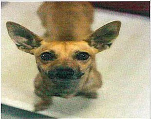 A young small-sized male Chihuahua dog named Chris Chmura for adoption in San Martin, CA