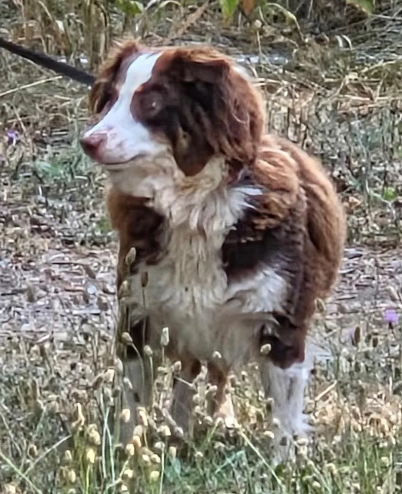 An adult small-sized female Australian Shepherd dog named Cloud for adoption in Thompson Falls, MT