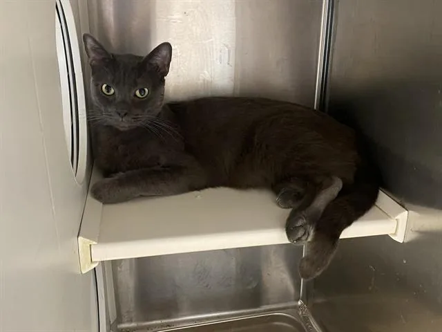 An adult medium-sized male Domestic Short Hair cat named Clark for adoption in Tustin, CA