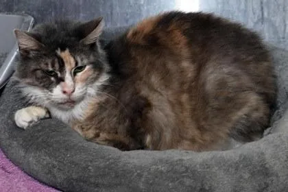 An adult medium-sized female Domestic Short Hair cat named Baylee for adoption in Baton Rouge, LA
