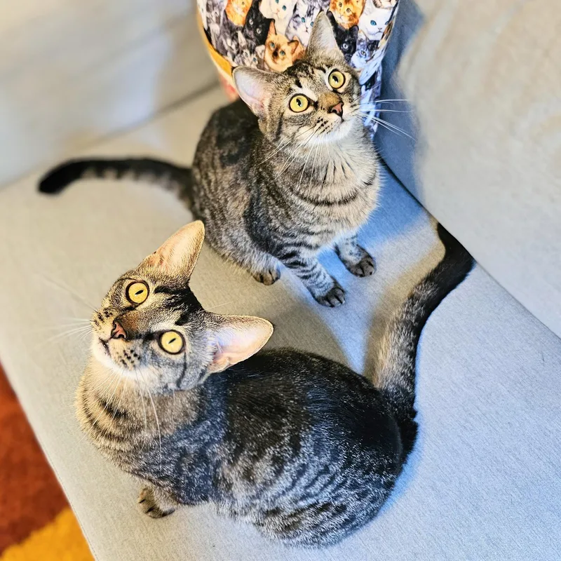 Milkyway And Starburst thumbnail 3