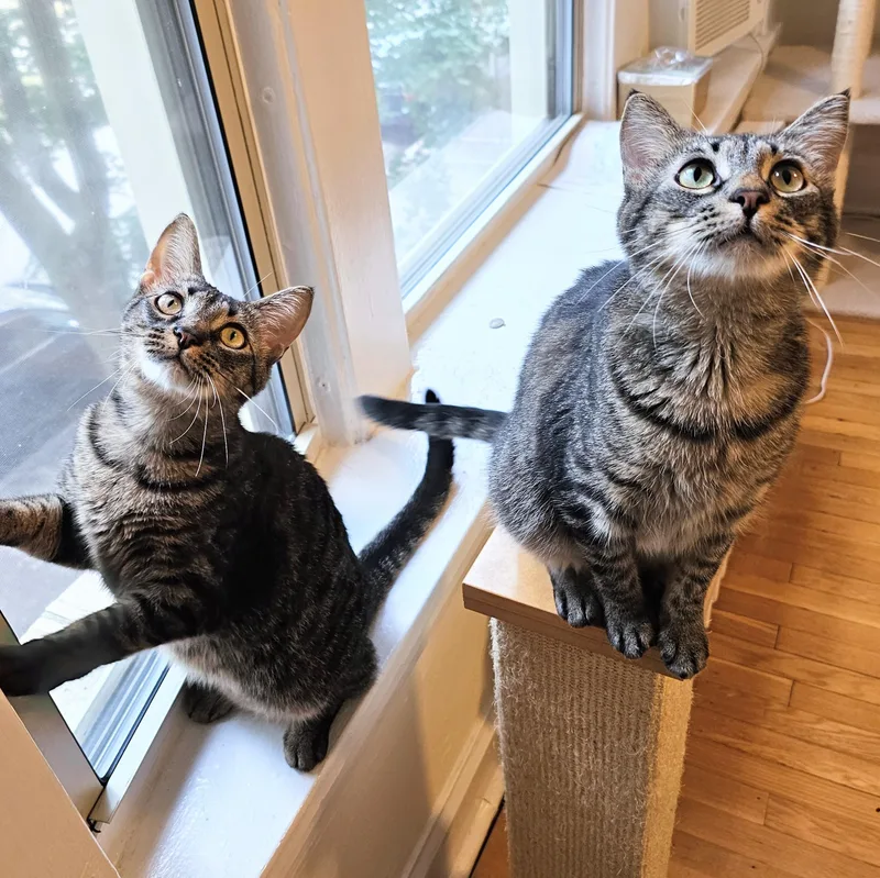 Milkyway And Starburst