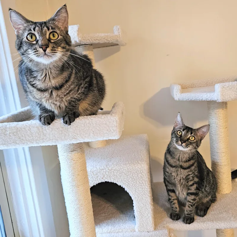 Milkyway And Starburst thumbnail 5