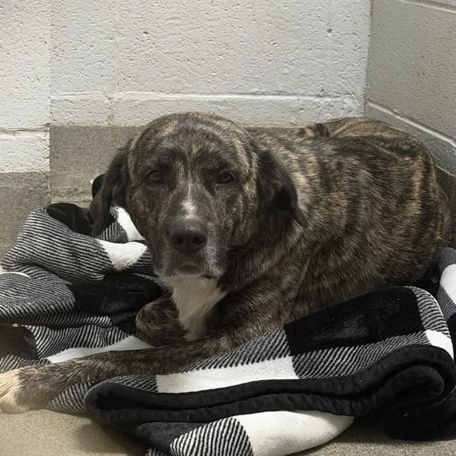 An adult medium-sized female German Shepherd Dog dog named Athena for adoption in Huntsville, AL
