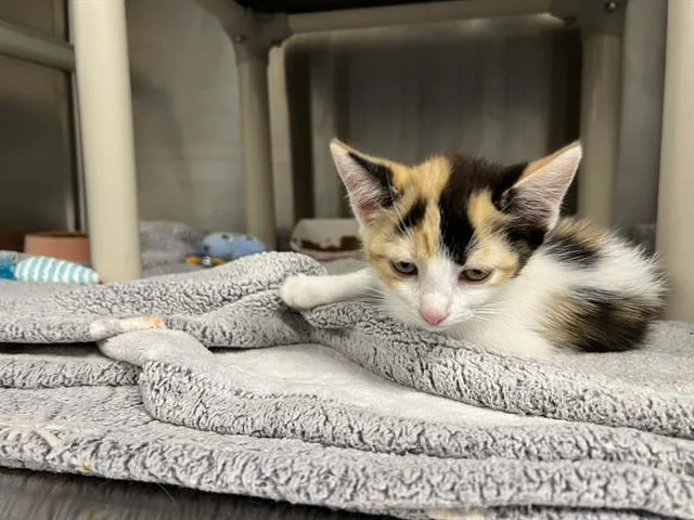 A baby small-sized female Domestic Medium Hair cat named Mrs. Norris for adoption in Tustin, CA