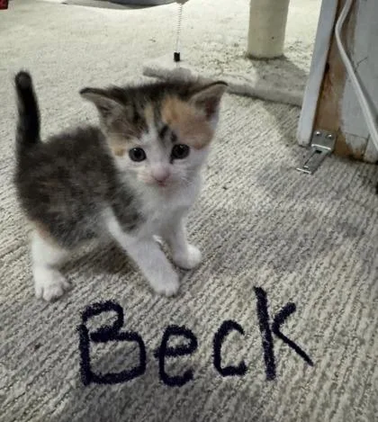 An adult small-sized female Domestic Short Hair cat named Beck for adoption in St. Anne, IL