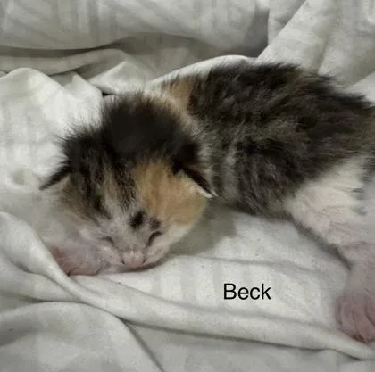 Beck thumbnail 2