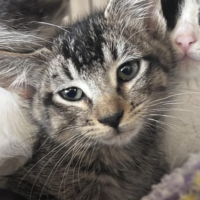 A baby small-sized female Brown / Chocolate Domestic Short Hair cat named Mona for adoption in Webster, TX