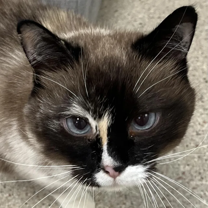 A senior large-sized female Domestic Short Hair cat named Princessa for adoption in Murray, UT