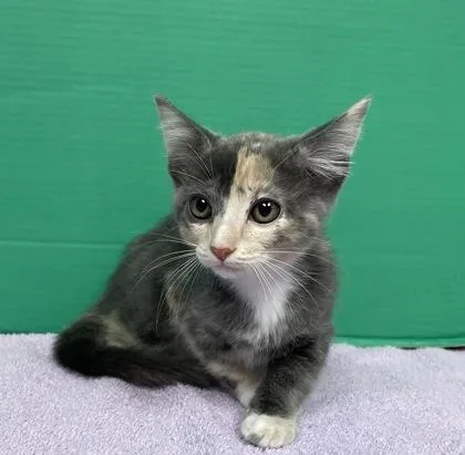 A baby small-sized female Domestic Short Hair cat named Thumbelina for adoption in Houston, TX
