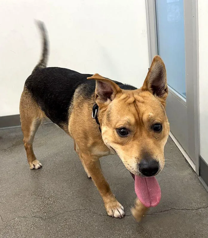 An adult medium-sized male Tricolor (Brown, Black, & White) German Shepherd Dog dog named Gus for adoption in Berkeley, CA