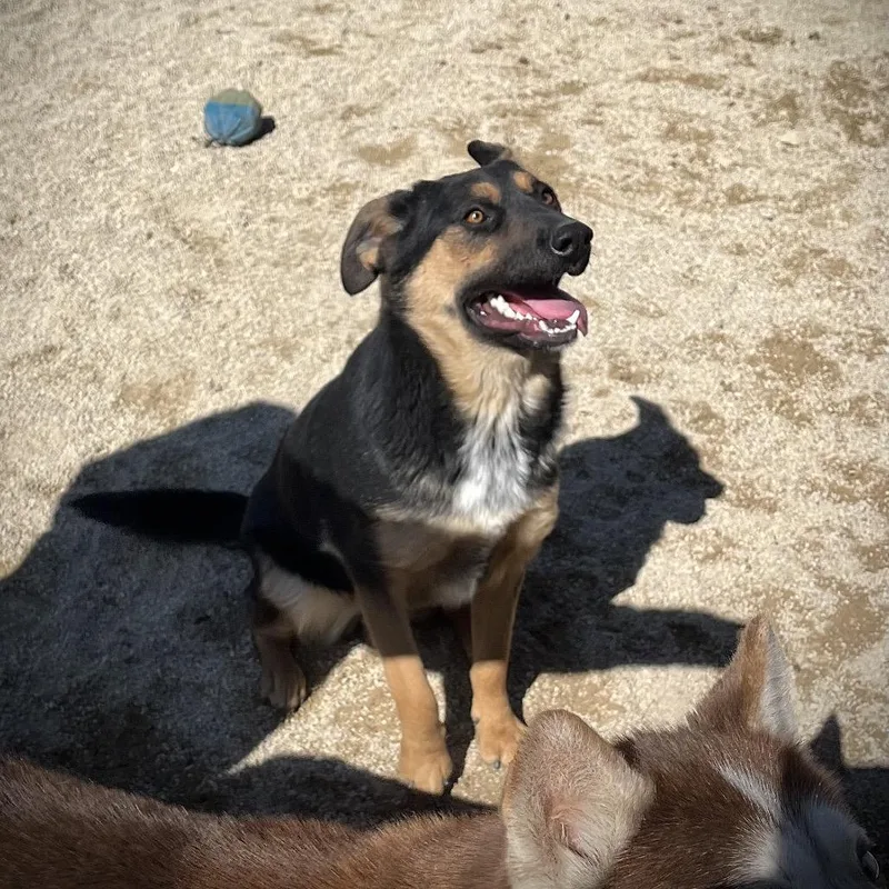 Rosie Aka Ethel thumbnail 6