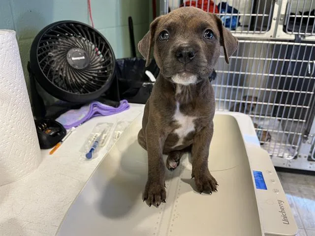 A baby small-sized male American Staffordshire Terrier dog named Brownie for adoption in Grand Prairie, TX