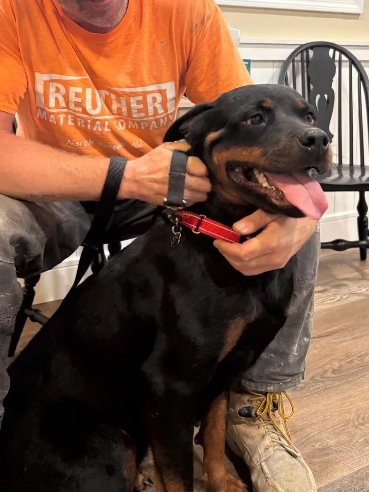 A young large-sized female Rottweiler dog named Mercy for adoption in harrison city, PA