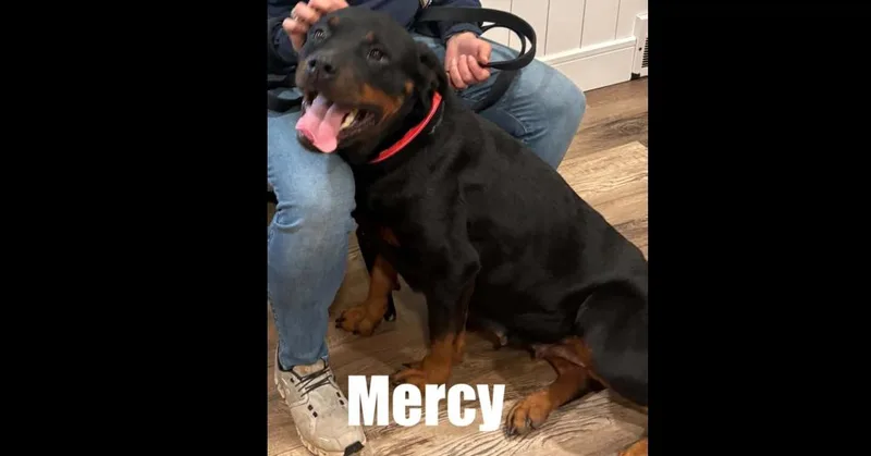 Mercy thumbnail 2