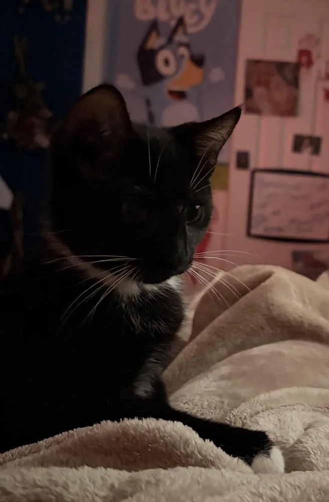 A baby small-sized male Black & White / Tuxedo Domestic Short Hair cat named Clyde for adoption in Hudson, NH