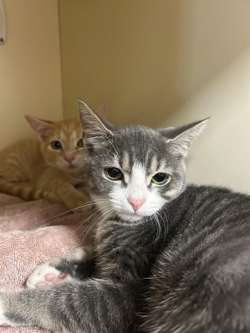 A baby medium-sized female Domestic Short Hair cat named Silver for adoption in Lancaster, PA