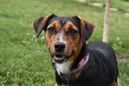 An adult medium-sized female Shepherd dog named Bubbles for adoption in Kansas City, MO