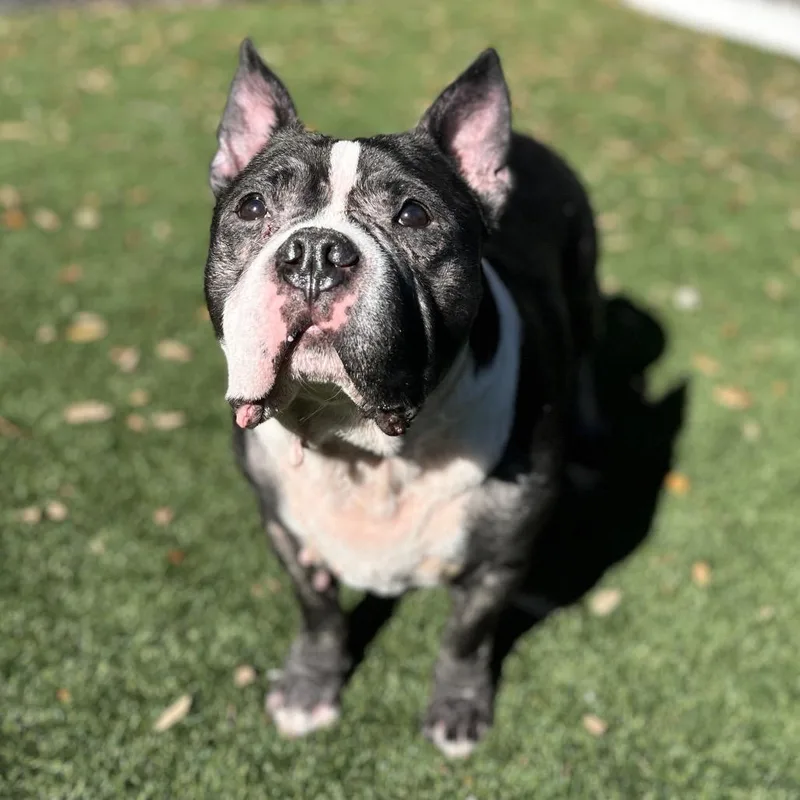 A senior large-sized male Black Terrier dog named Onyx for adoption in LOXAHATCHEE, FL