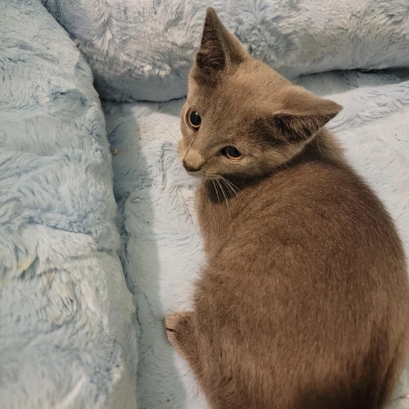 A baby small-sized male Gray / Blue / Silver Domestic Short Hair cat named Duke Frappuccino for adoption in Durham, NC