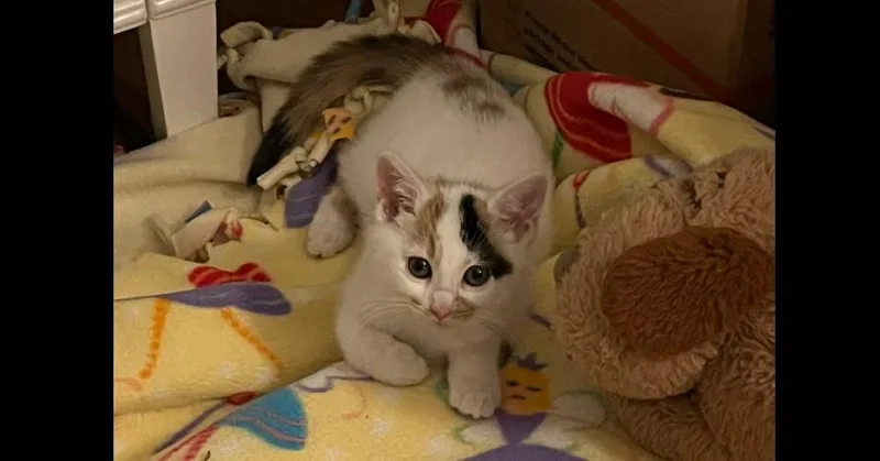 Frosty Aka Alley thumbnail 3