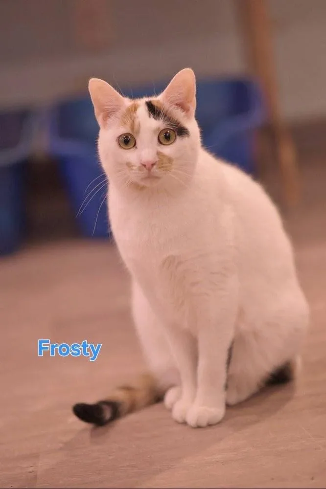 Frosty Aka Alley thumbnail 6