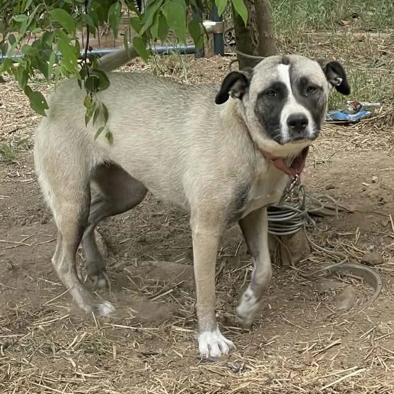 A young large-sized female Yellow / Tan / Blond / Fawn Anatolian Shepherd dog named Stitch for adoption in Gordonsville, TN