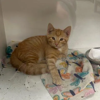 A baby small-sized male Domestic Short Hair cat named Caesar for adoption in Jeffersonville, IN